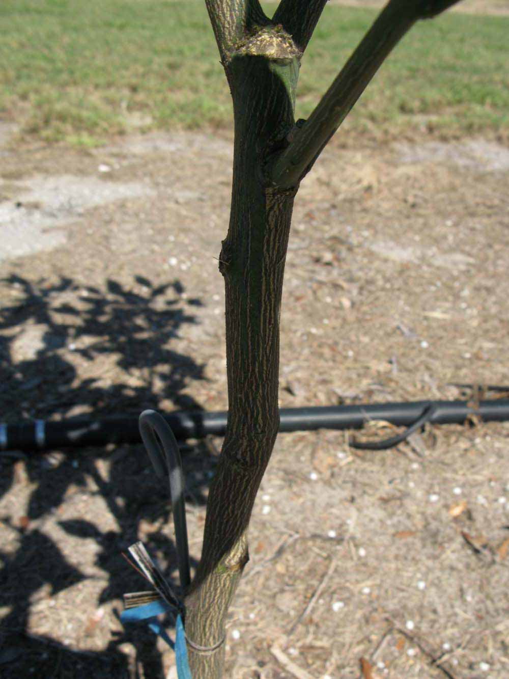              Bark (Winter Haven, FL)       